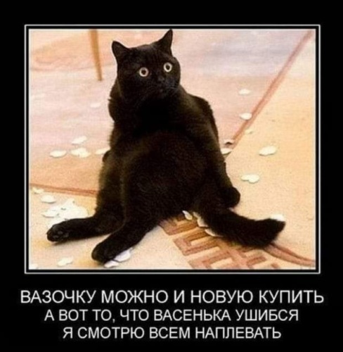 Ночные приключения кота