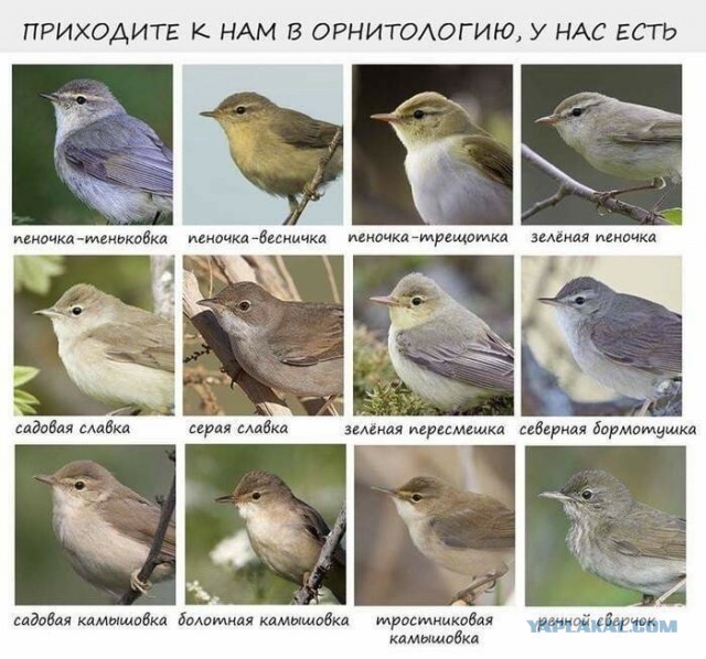 Помогите распознать птицу