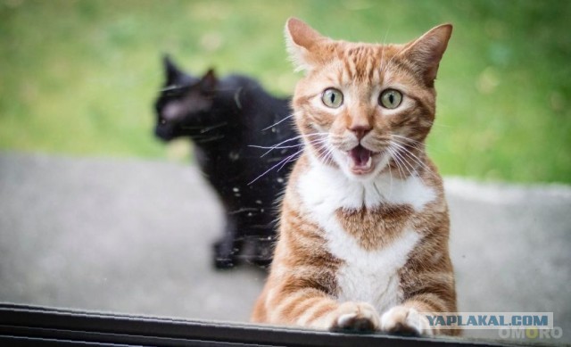 "Удоли!" Дурацкие фото котеек, которые они просили не показывать