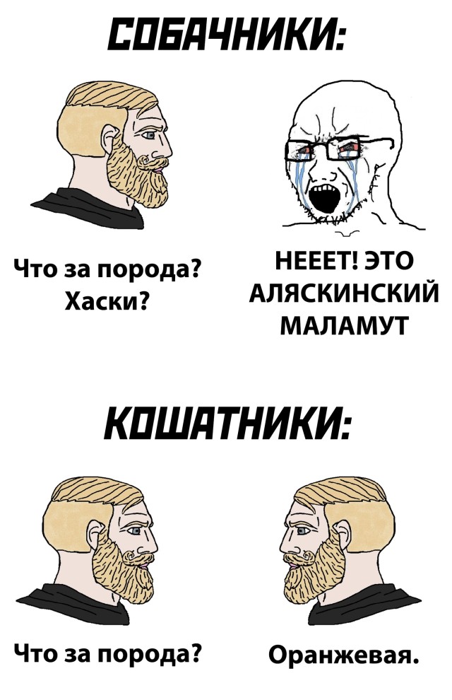 Картинки и мемы для настроения 021