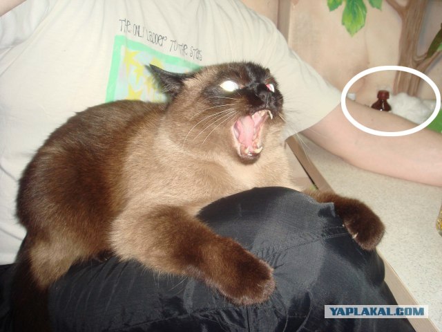 Фотожаба: Что с котэ?