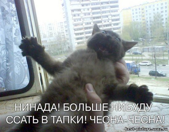 Кошачий погром