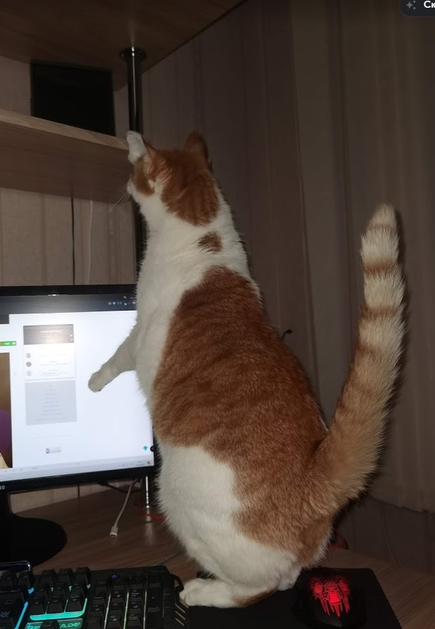 Котовторнику быть!