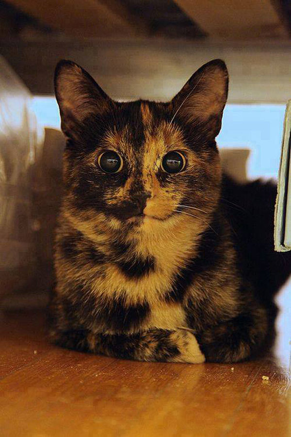 Котаны с забавным окрасом
