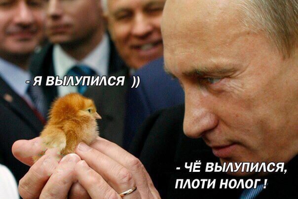 Путин поручил создать законопроект об учете домашних животных