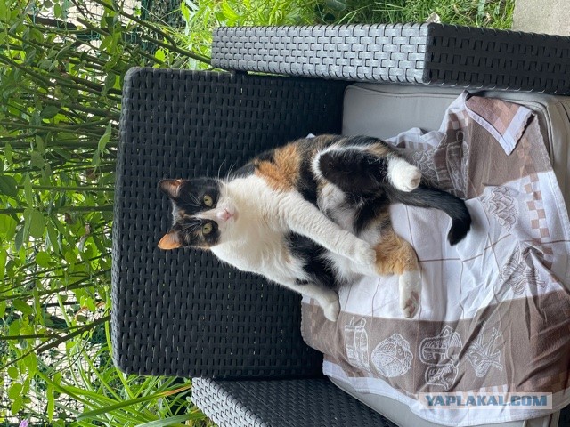Котовторник (свои добавляем)