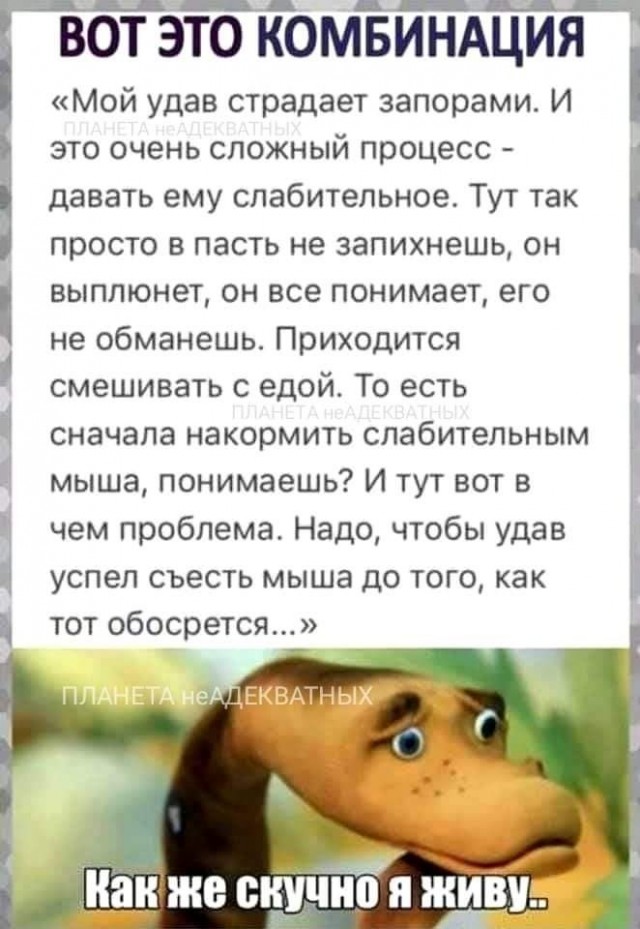 Весёлый полтишок 31.05.22