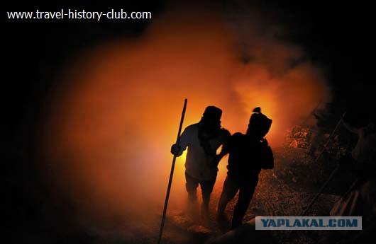 Они живут только 40 лет