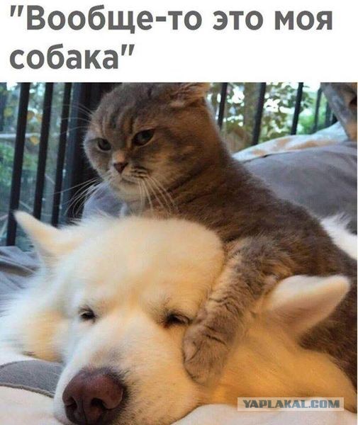 50 оттенков серого если самосвал баянов.  Vol.23