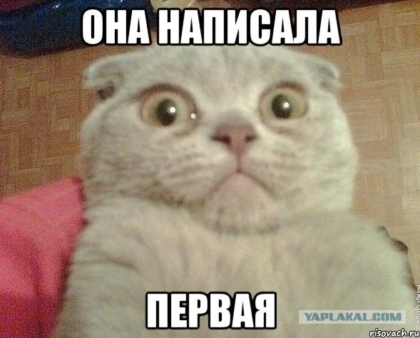 Жизнь домашнего приюта "Котоленд" 383