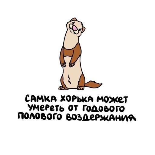 LOLтиночки