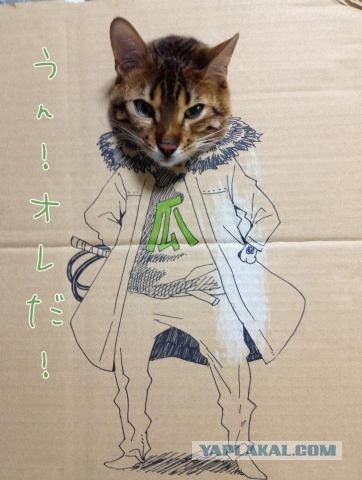 Кошачий косплей