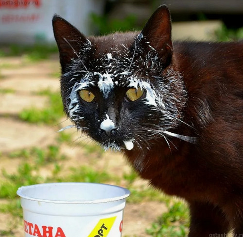 КотоНечто