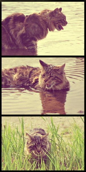 Немного о  Мейн Куне.