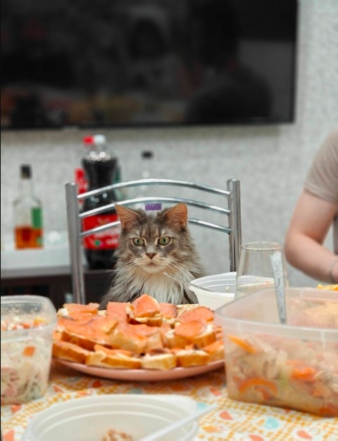 К котовторнику: подборка картинок-баянов с котиками и про котиков. Выпуск 24.