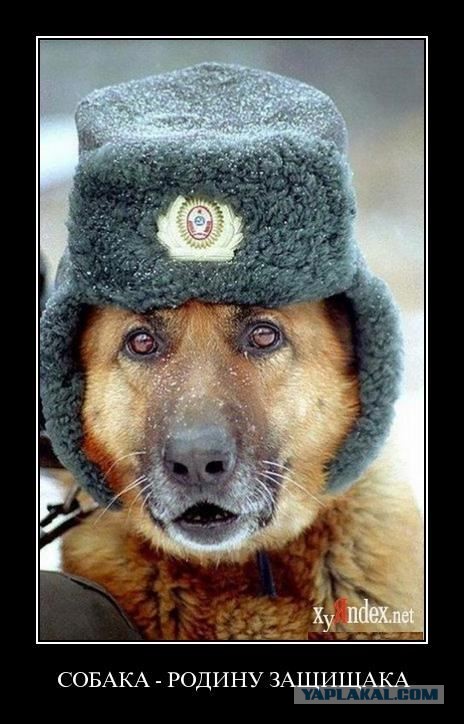 Пес 3 года несет службу на закрытом посту ГИБДД