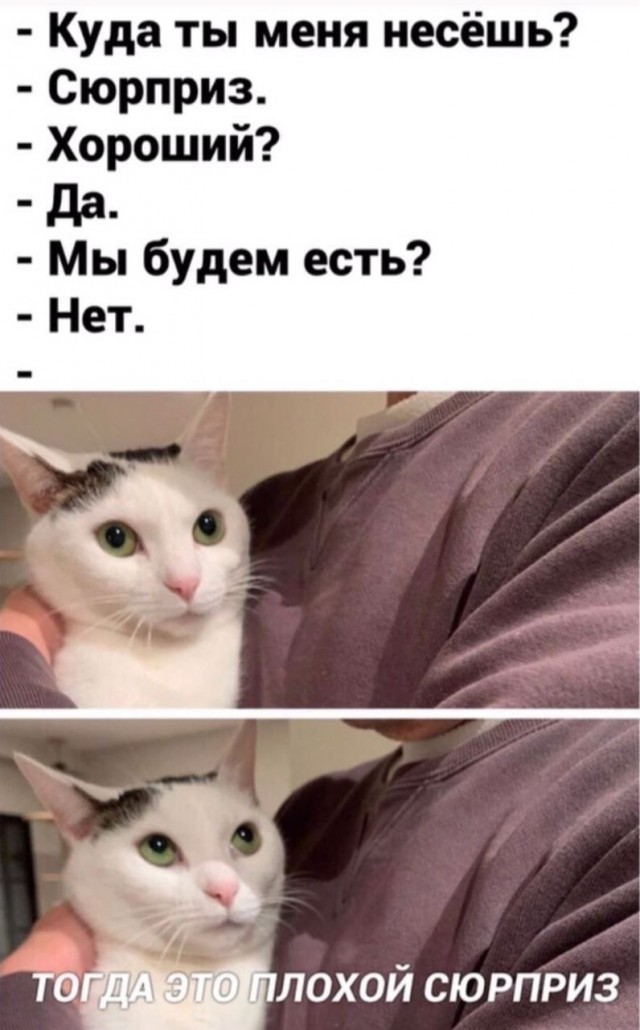 К котовторнику: подборка картинок-баянов с котиками и про котиков. Выпуск 35.