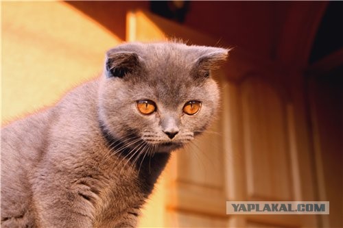 Котовторник 23.07.2013