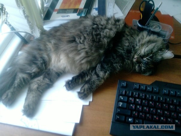 Котовторник 17.09.2013