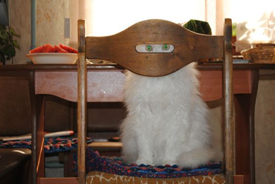 Купание кота в раковине