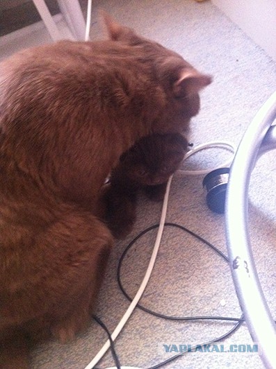 Как назвать питомца