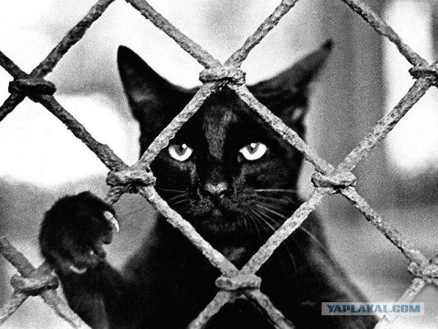 Кот принес домой пакетик с марихуаной