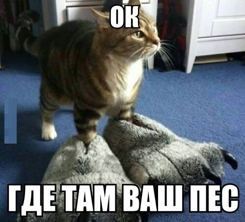 20 самых известных котов в интернете.