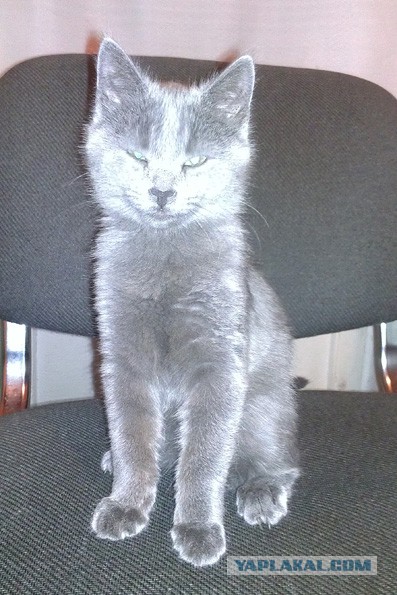 Кошачий Hardcore