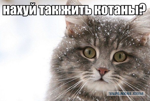 Стрелять таких "мамочек" нужно