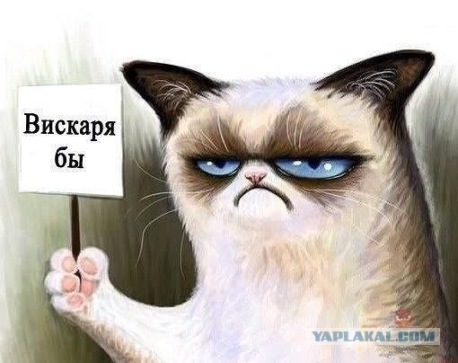 Знакомьтесь. Это Спот. 23 года котеньке.