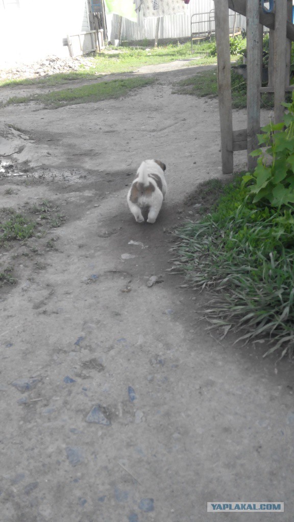 Собакочетверг