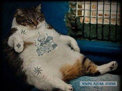 Крестный котец