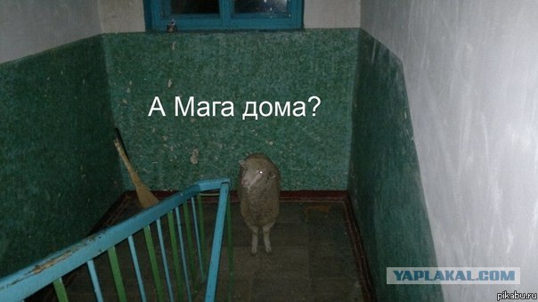 Минутка расизма