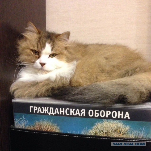 Старые пластинки