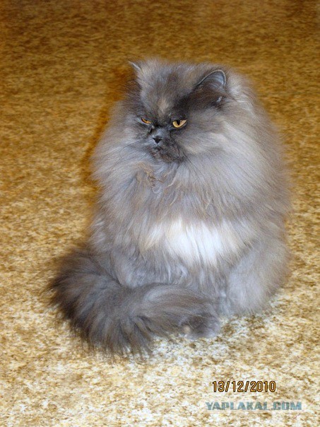 Котовторник