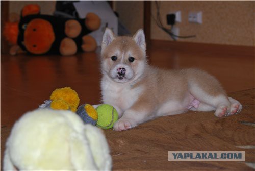 Собакочетверг же, ау!