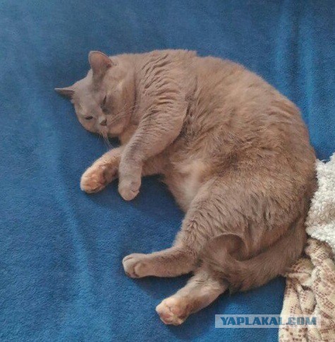 Котовторник