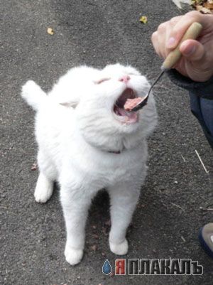 Коты, кошки, котята