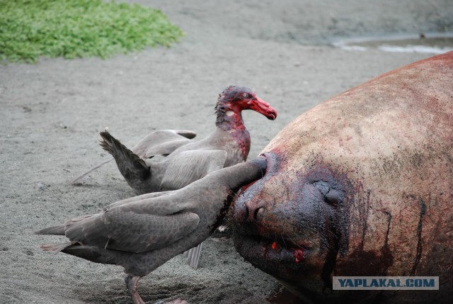 Чудики зарубежных соцсетей