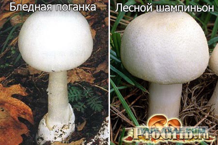 ЯП-всезнающий, помоги разобраться! Всего 5 фото