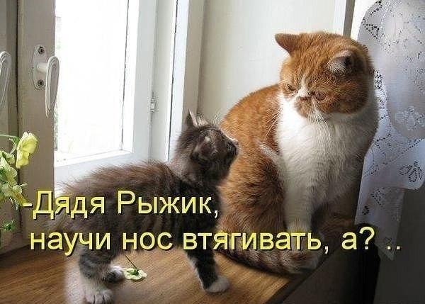 Прикольные животные