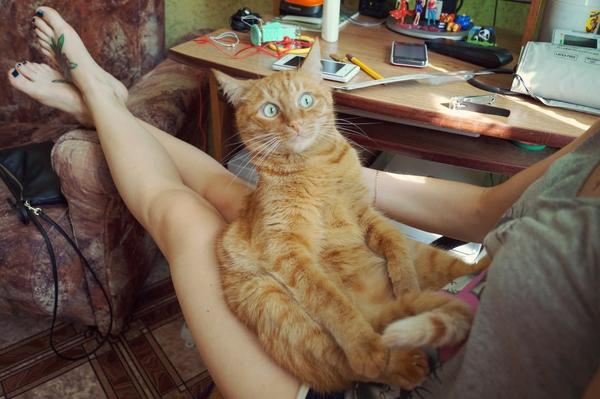 Коты из сети