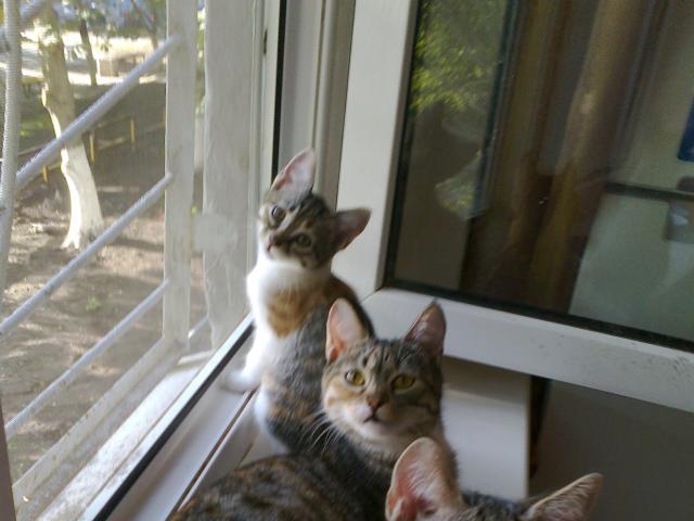 Коты из сети