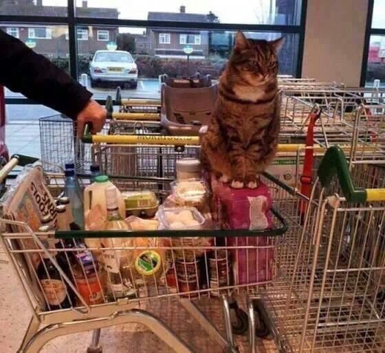 Коты и Кошки
