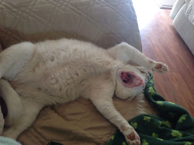 Коты и Кошки
