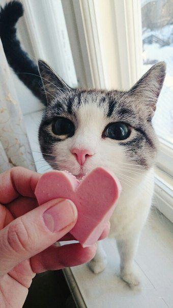 Коту снится колбаса