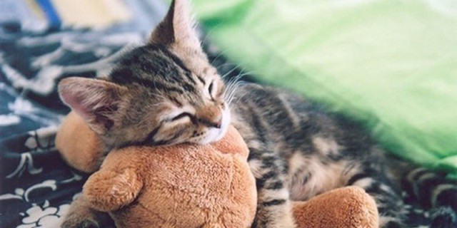 Коты и Кошки