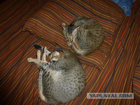 Котовторник  13.02.2018