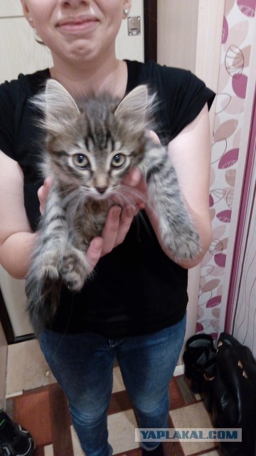 Котовторник 20.03.2018