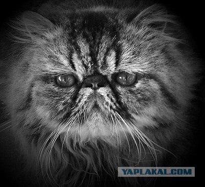 Котовторник на ЯПлакал!